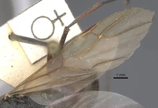 Polyrhachis similis - CASENT0917285