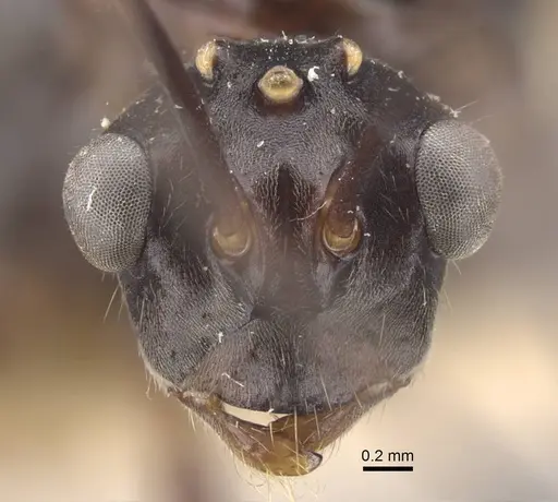 Polyrhachis similis - CASENT0917286