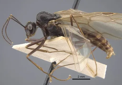 Polyrhachis similis - CASENT0917286