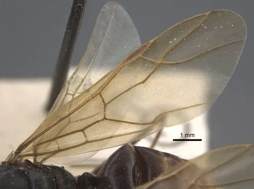 Polyrhachis similis - CASENT0917286