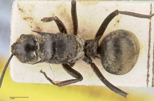 Polyrhachis similis - FOCOL0440