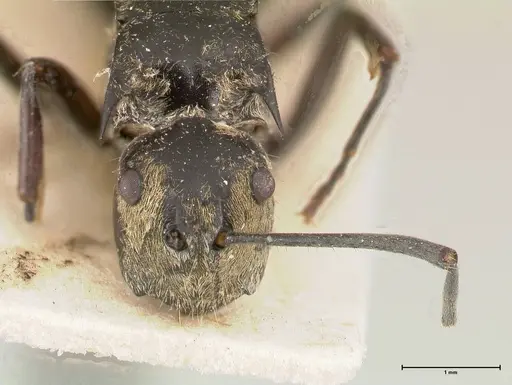 Polyrhachis similis - FOCOL0440