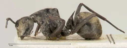 Polyrhachis similis - FOCOL0440