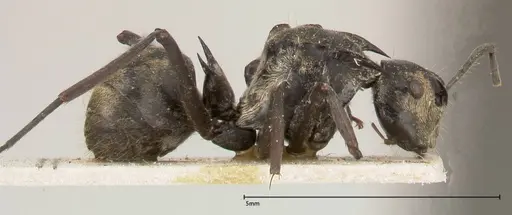 Polyrhachis similis - FOCOL0440