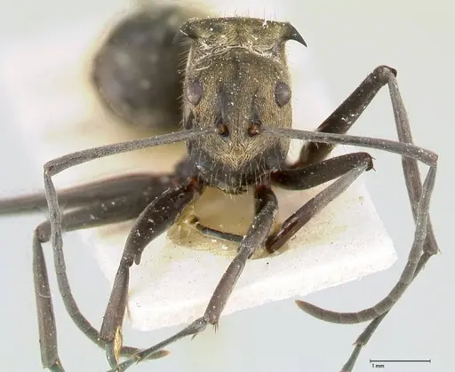 Polyrhachis similis - FOCOL0445