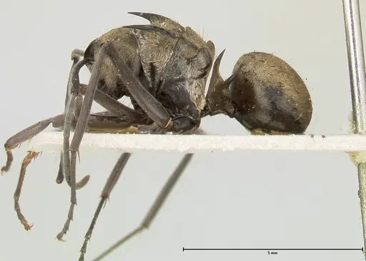 Polyrhachis similis - FOCOL0445
