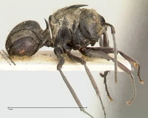 Polyrhachis similis - FOCOL0445