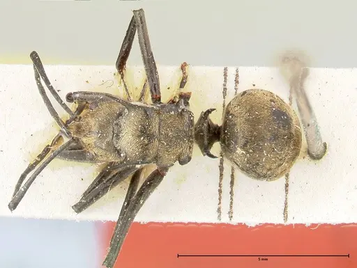 Polyrhachis similis - FOCOL0446
