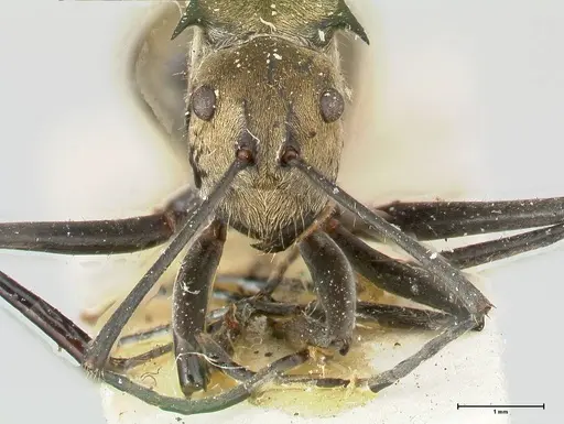 Polyrhachis similis - FOCOL0446