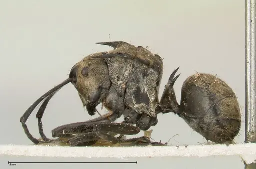 Polyrhachis similis - FOCOL0446