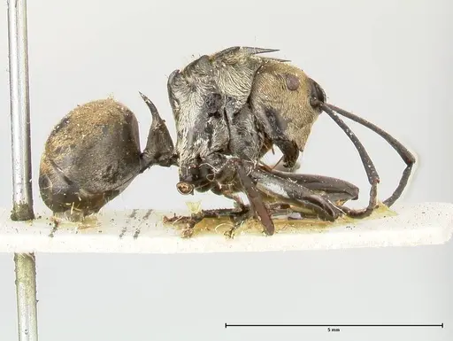 Polyrhachis similis - FOCOL0446