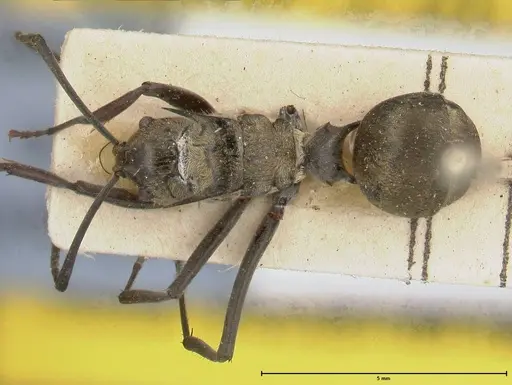 Polyrhachis similis - FOCOL0447