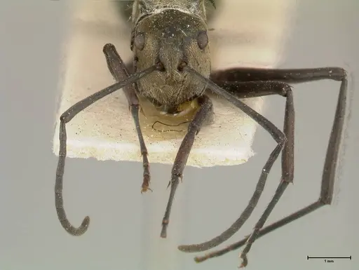 Polyrhachis similis - FOCOL0447
