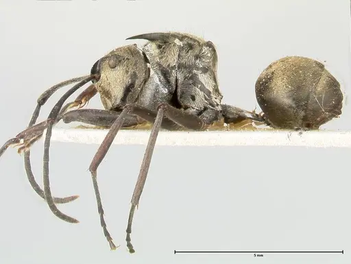 Polyrhachis similis - FOCOL0447