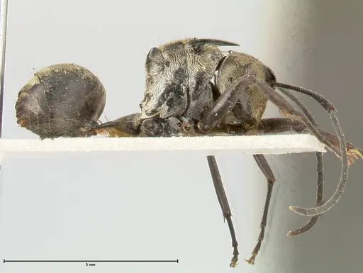 Polyrhachis similis - FOCOL0447