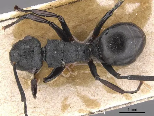 Polyrhachis simillima specimen
