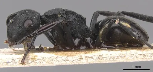 Polyrhachis simillima specimen