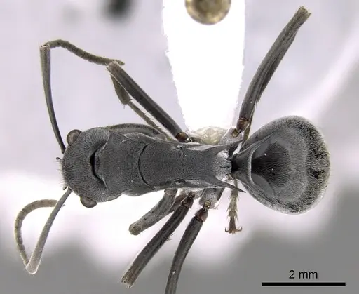 Polyrhachis sokolova specimen