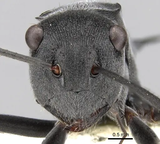 Polyrhachis sokolova specimen