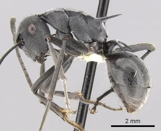 Polyrhachis sokolova specimen