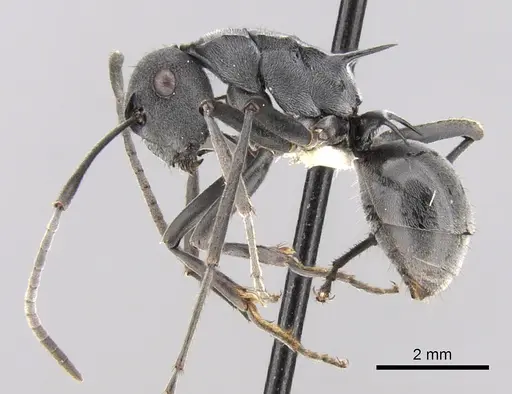 Polyrhachis sokolova - CASENT0281361