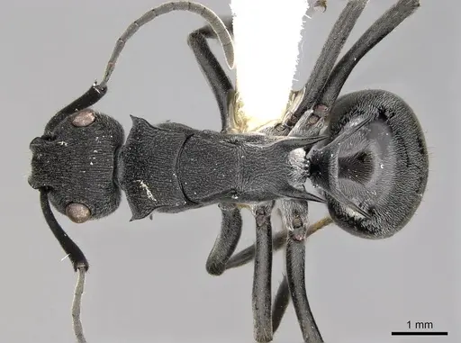 Polyrhachis sokolova - CASENT0281421