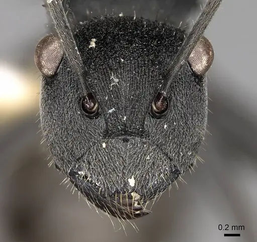 Polyrhachis sokolova - CASENT0281421