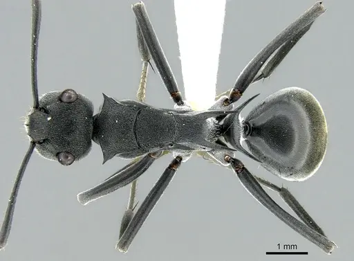 Polyrhachis sokolova - CASENT0906592
