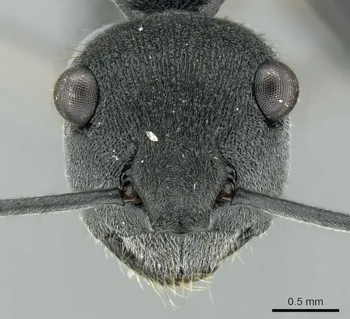 Polyrhachis sokolova - CASENT0906592