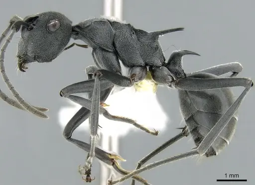 Polyrhachis sokolova - CASENT0906592