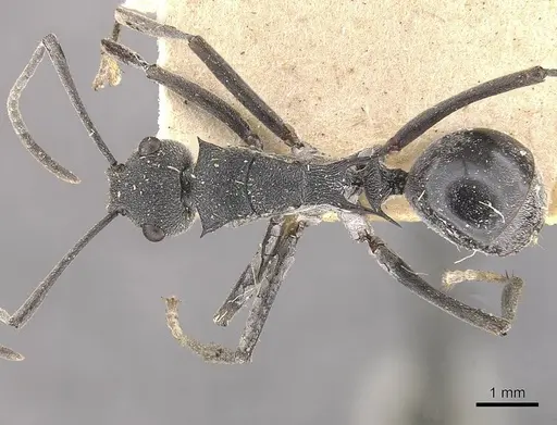 Polyrhachis sokolova - CASENT0910810
