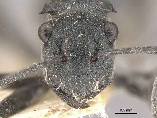 Polyrhachis sokolova - CASENT0910810