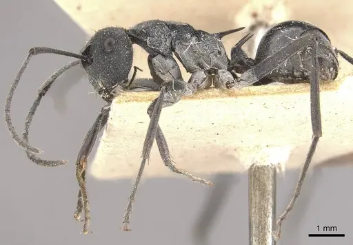 Polyrhachis sokolova - CASENT0910810