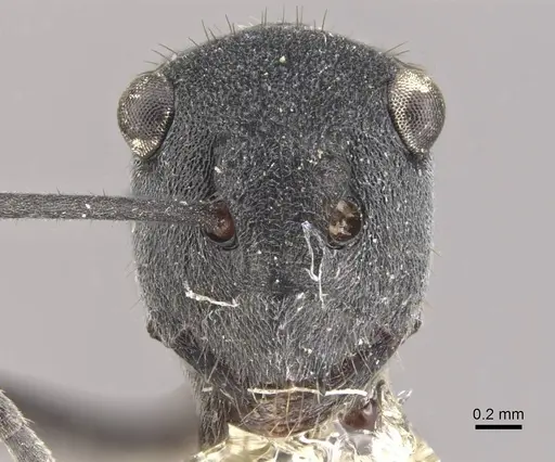 Polyrhachis sokolova - CASENT0910811