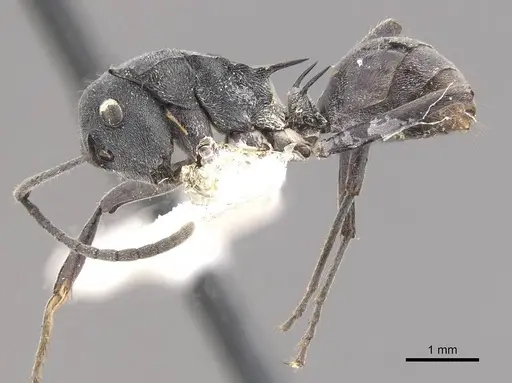 Polyrhachis sokolova - CASENT0910811