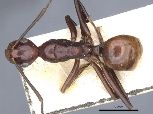 Polyrhachis solmsi specimen