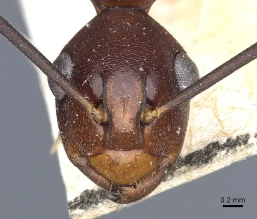 Polyrhachis solmsi specimen