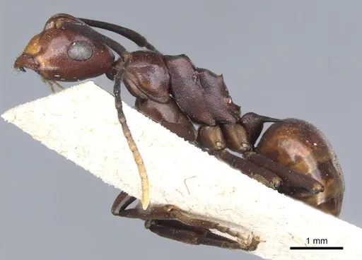 Polyrhachis solmsi specimen