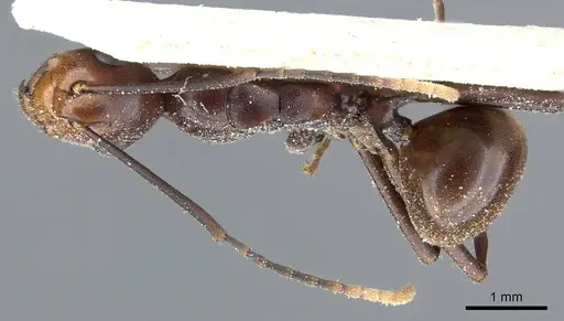 Polyrhachis solmsi - CASENT0905557