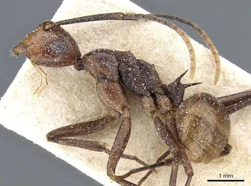 Polyrhachis solmsi - CASENT0905557