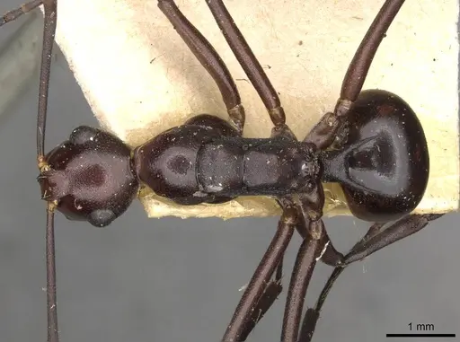 Polyrhachis solmsi - CASENT0910790