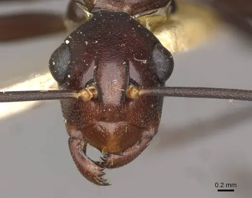 Polyrhachis solmsi - CASENT0910790