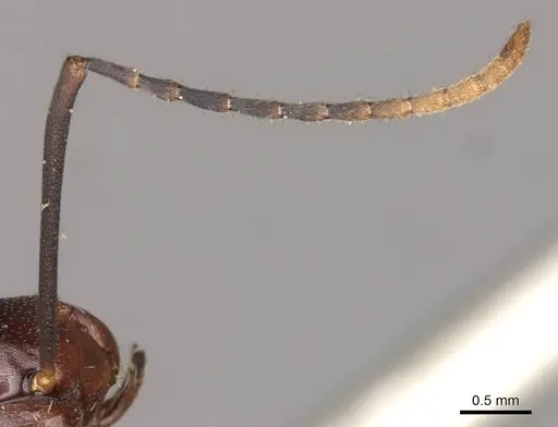 Polyrhachis solmsi - CASENT0910790