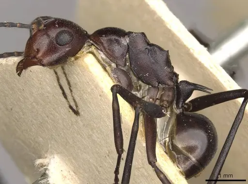 Polyrhachis solmsi - CASENT0910790