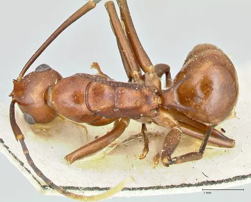Polyrhachis solmsi - FOCOL2548