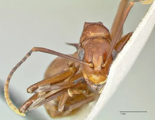 Polyrhachis solmsi - FOCOL2548