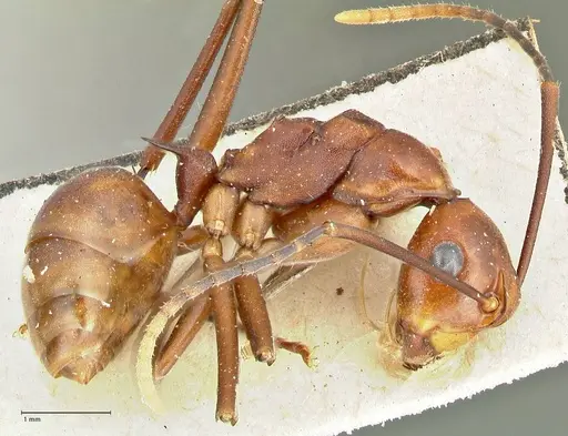 Polyrhachis solmsi - FOCOL2548