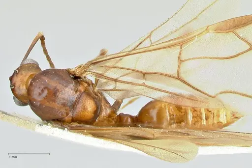 Polyrhachis solmsi - FOCOL2549