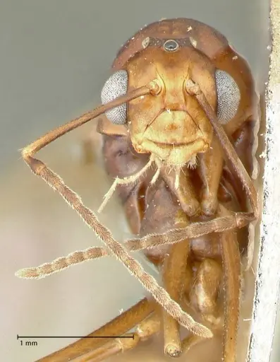 Polyrhachis solmsi - FOCOL2549