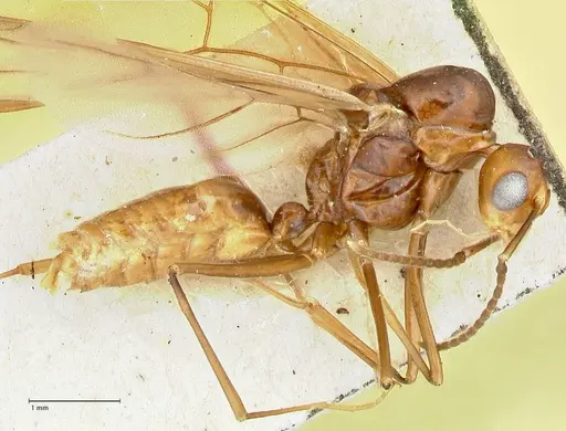 Polyrhachis solmsi - FOCOL2549